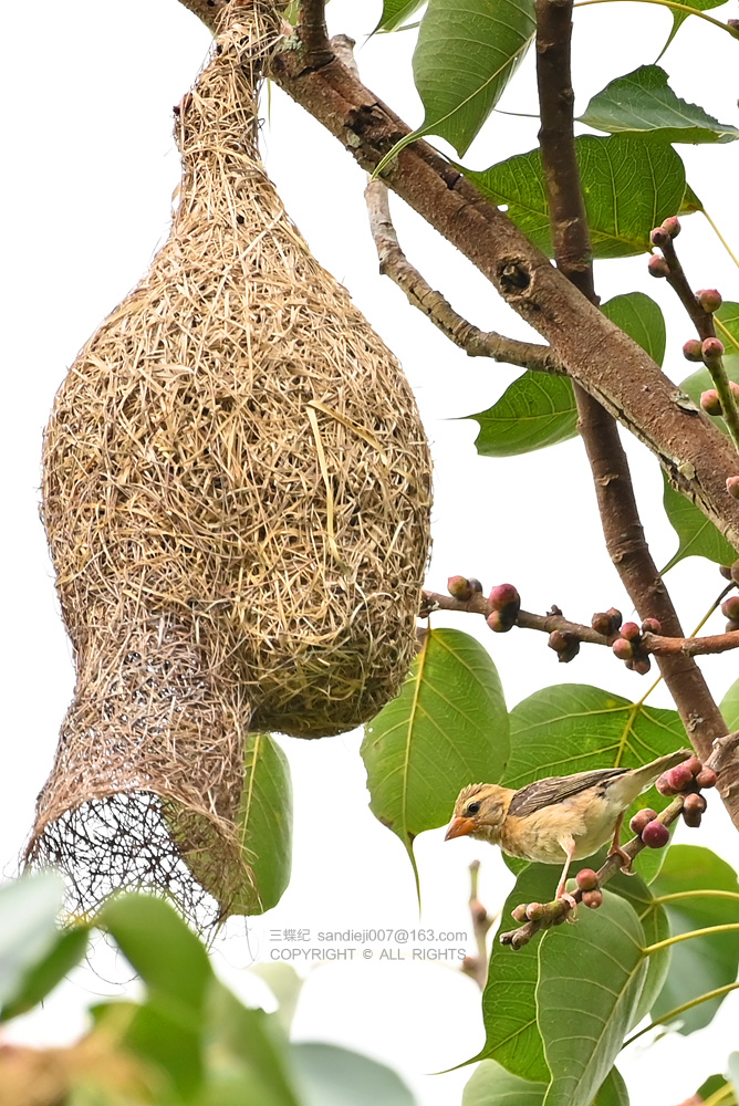 自然散步 | 版纳探秘"建筑大师"织布鸟|雄鸟_新浪财经_新浪网