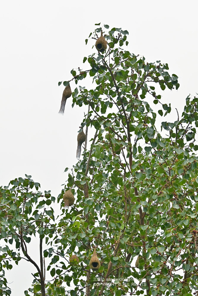 自然散步 | 版纳探秘"建筑大师"织布鸟