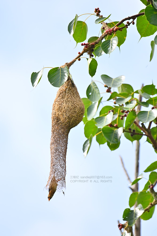 自然散步 | 版纳探秘"建筑大师"织布鸟|雄鸟_新浪财经_新浪网