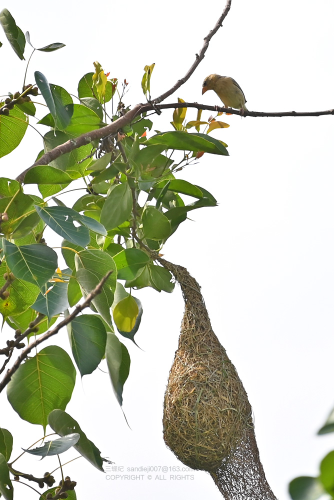 自然散步版纳探秘建筑大师织布鸟