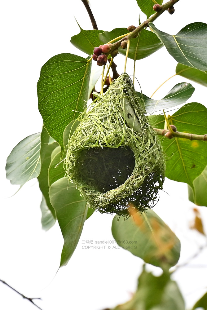 自然散步 | 版纳探秘"建筑大师"织布鸟|雄鸟_新浪财经_新浪网