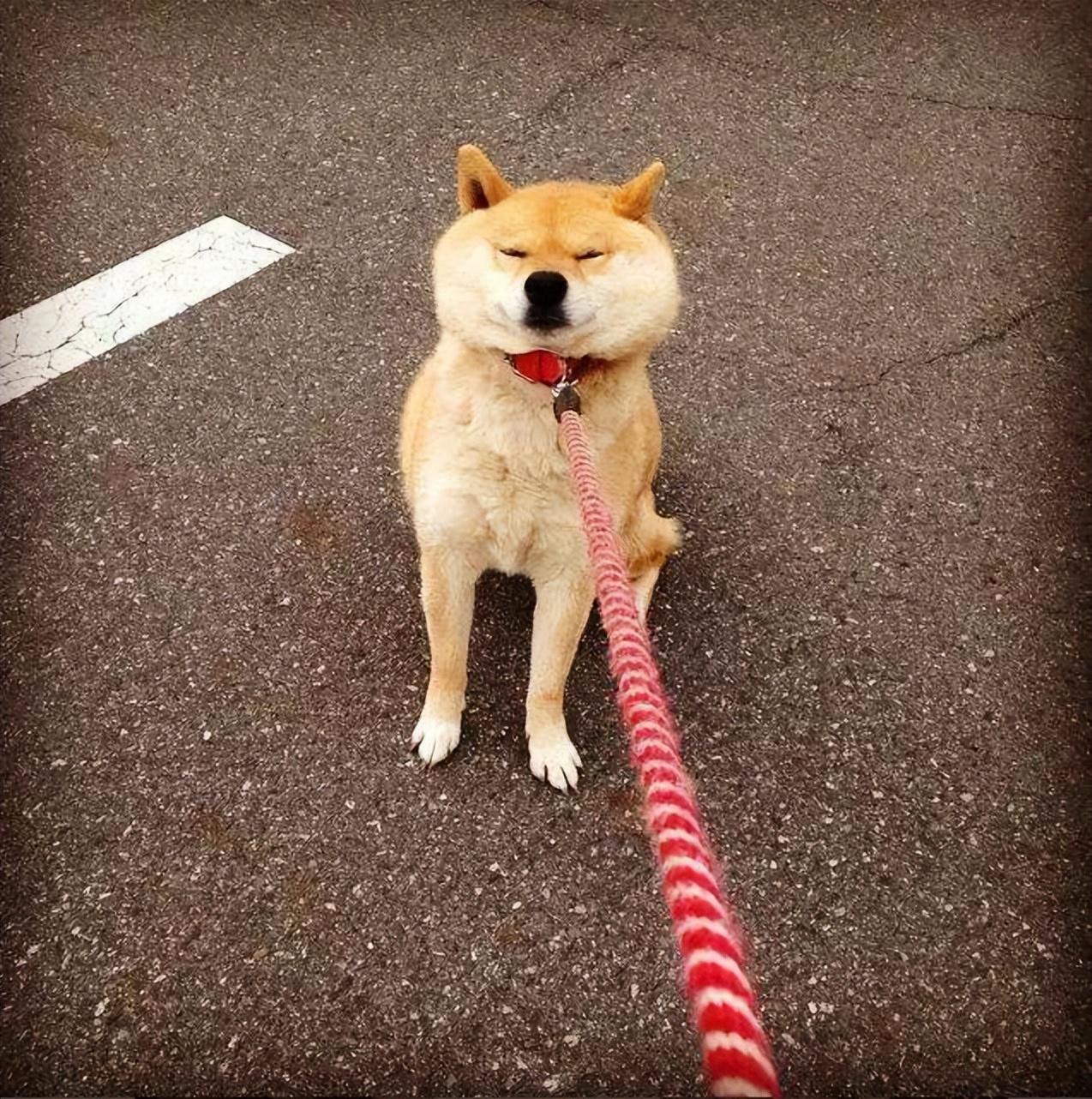 "柴犬"有这几个缺点,一般人都驾驭不了|柴犬|报复心|毛发_新浪新闻