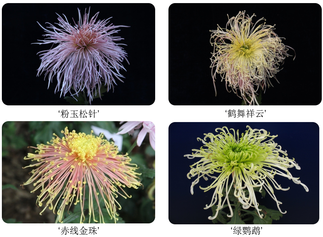 菊花(管瓣类)(图片来源:张永宽)