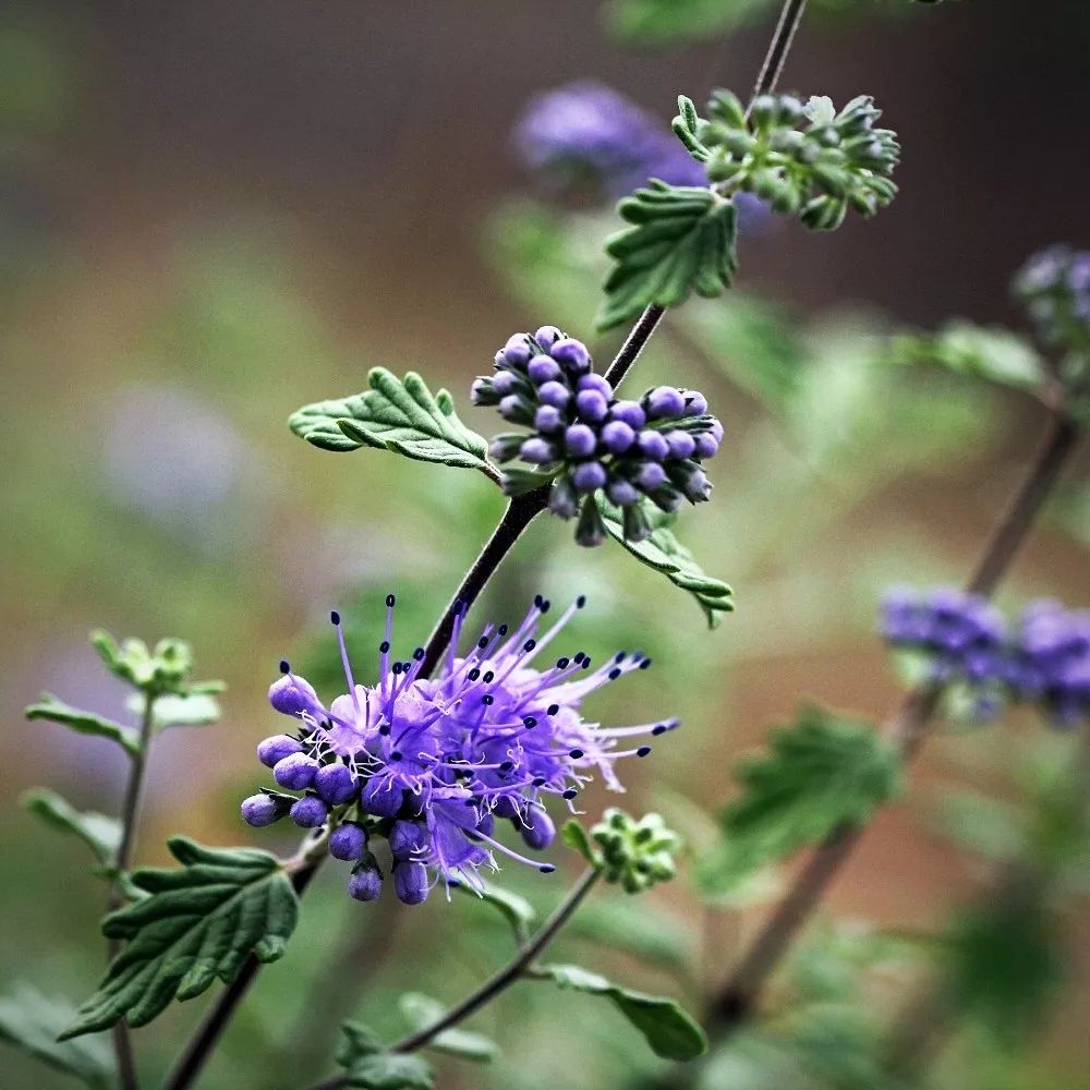 兰香草蓝花荆芥甘西鼠尾草曼陀罗天仙子肉果草藓生马先蒿密花角蒿泡