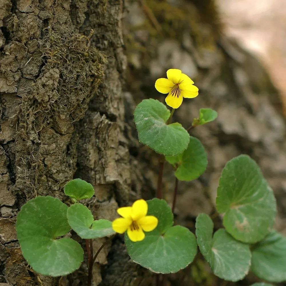 梅花草小丛红景天五脉绿绒蒿红花绿绒蒿全缘叶绿绒蒿多刺绿绒蒿野罂粟