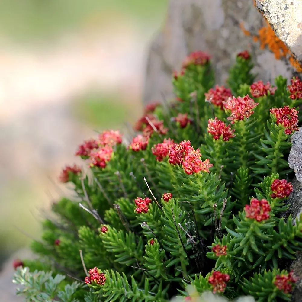 白翠雀甘青铁线莲拟耧斗菜无距耧斗菜草玉梅露蕊乌头瞿麦雪灵芝珠芽蓼