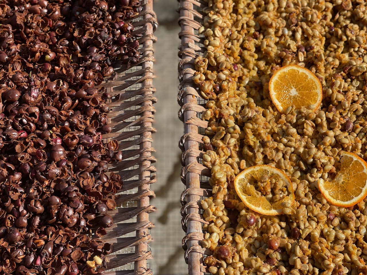 晒干的咖啡果皮(左)云南褚橙跟咖啡鲜果一起厌氧发酵的试验品(右)&