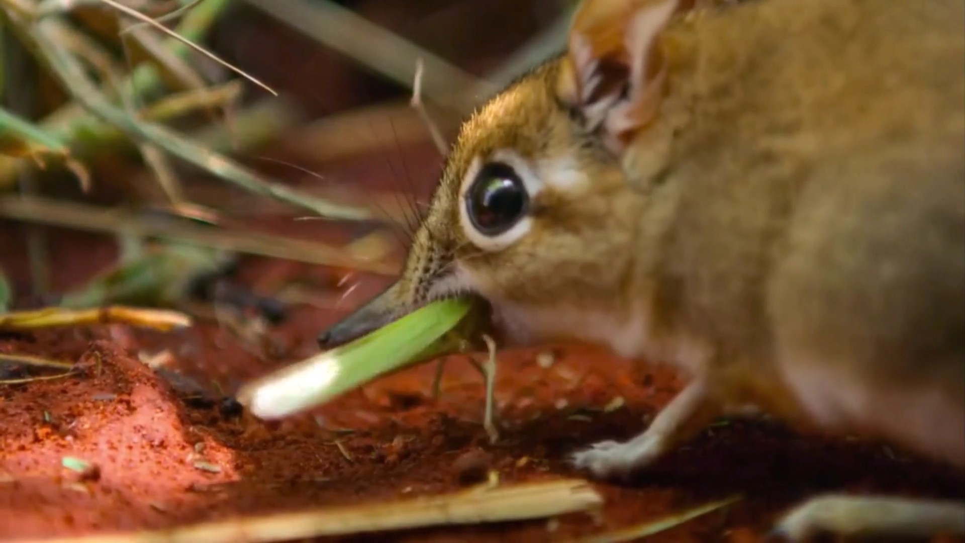估计象鼩这种动物没人认识吧，我说的是它的名字怎么读休闲区蓝鸢梦想 - Www.slyday.coM