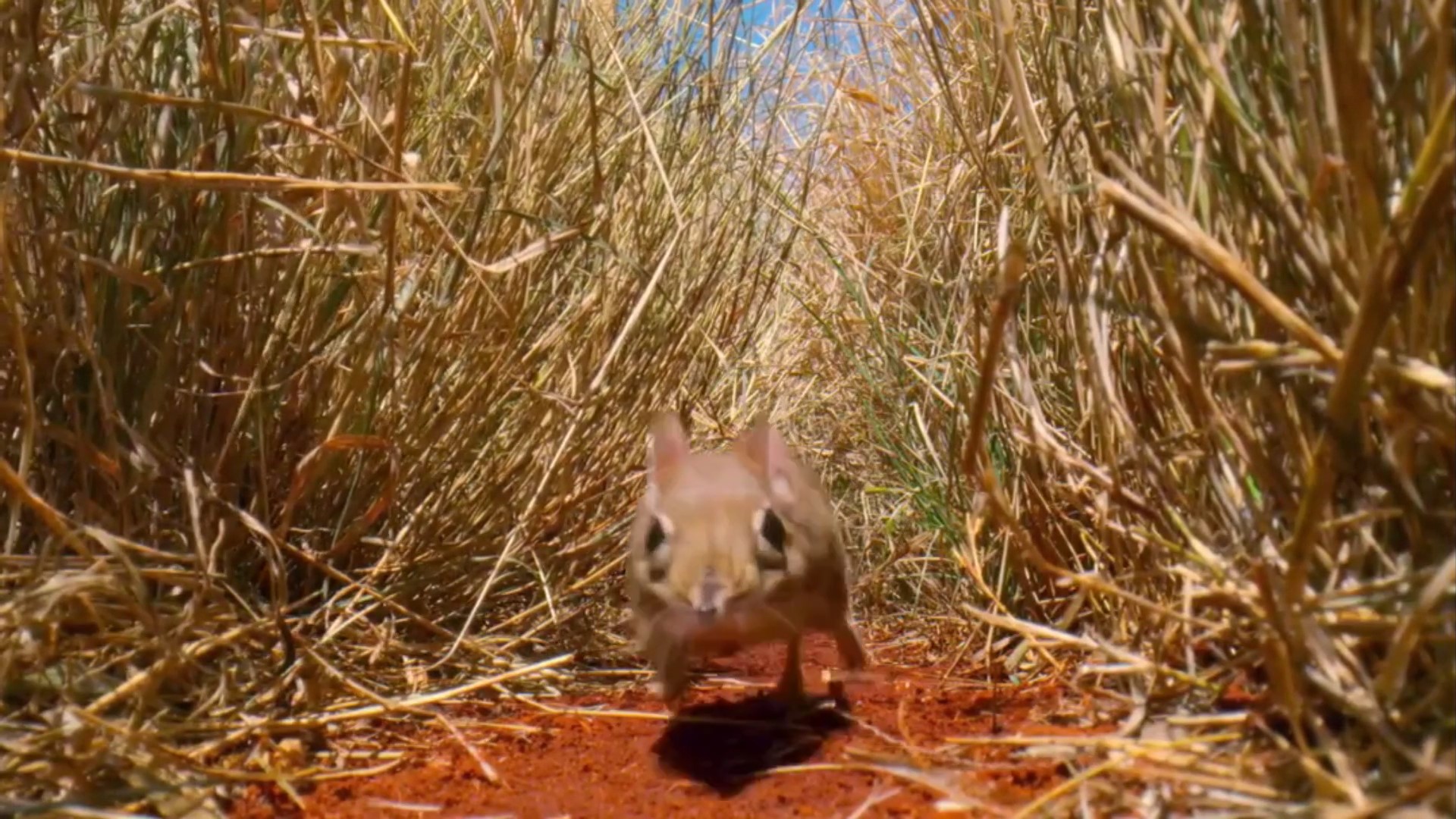 估计象鼩这种动物没人认识吧，我说的是它的名字怎么读休闲区蓝鸢梦想 - Www.slyday.coM