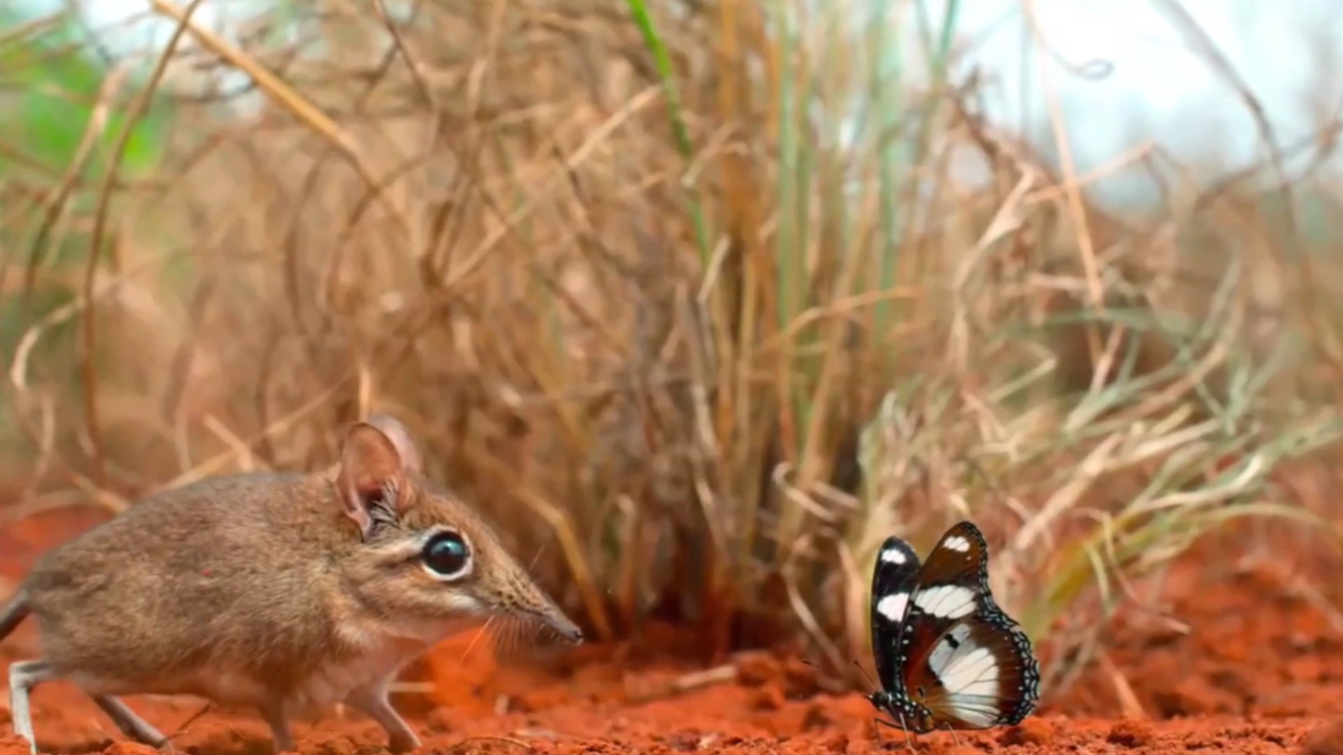 估计象鼩这种动物没人认识吧，我说的是它的名字怎么读休闲区蓝鸢梦想 - Www.slyday.coM