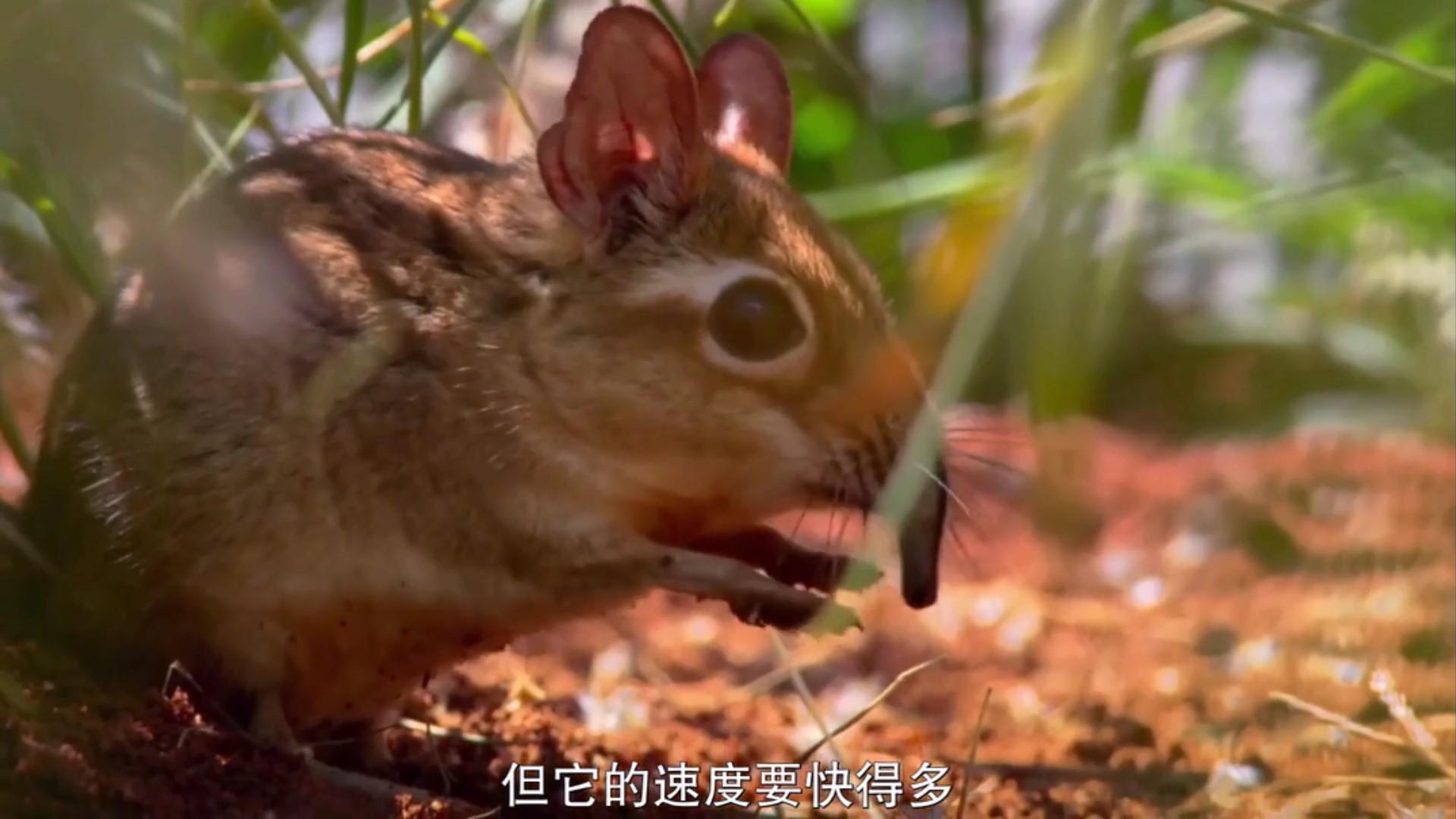 估计象鼩这种动物没人认识吧，我说的是它的名字怎么读休闲区蓝鸢梦想 - Www.slyday.coM