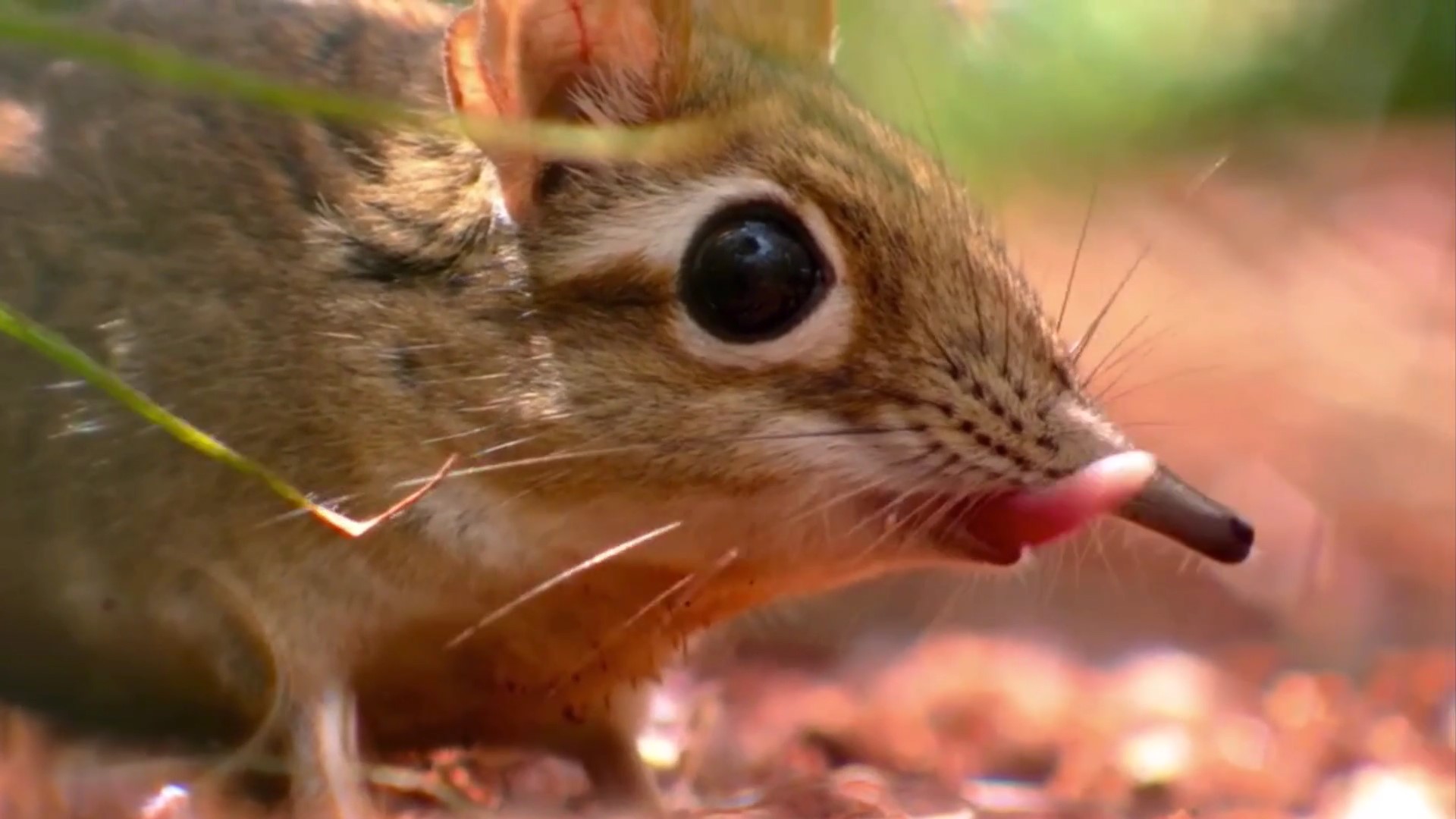 估计象鼩这种动物没人认识吧，我说的是它的名字怎么读休闲区蓝鸢梦想 - Www.slyday.coM