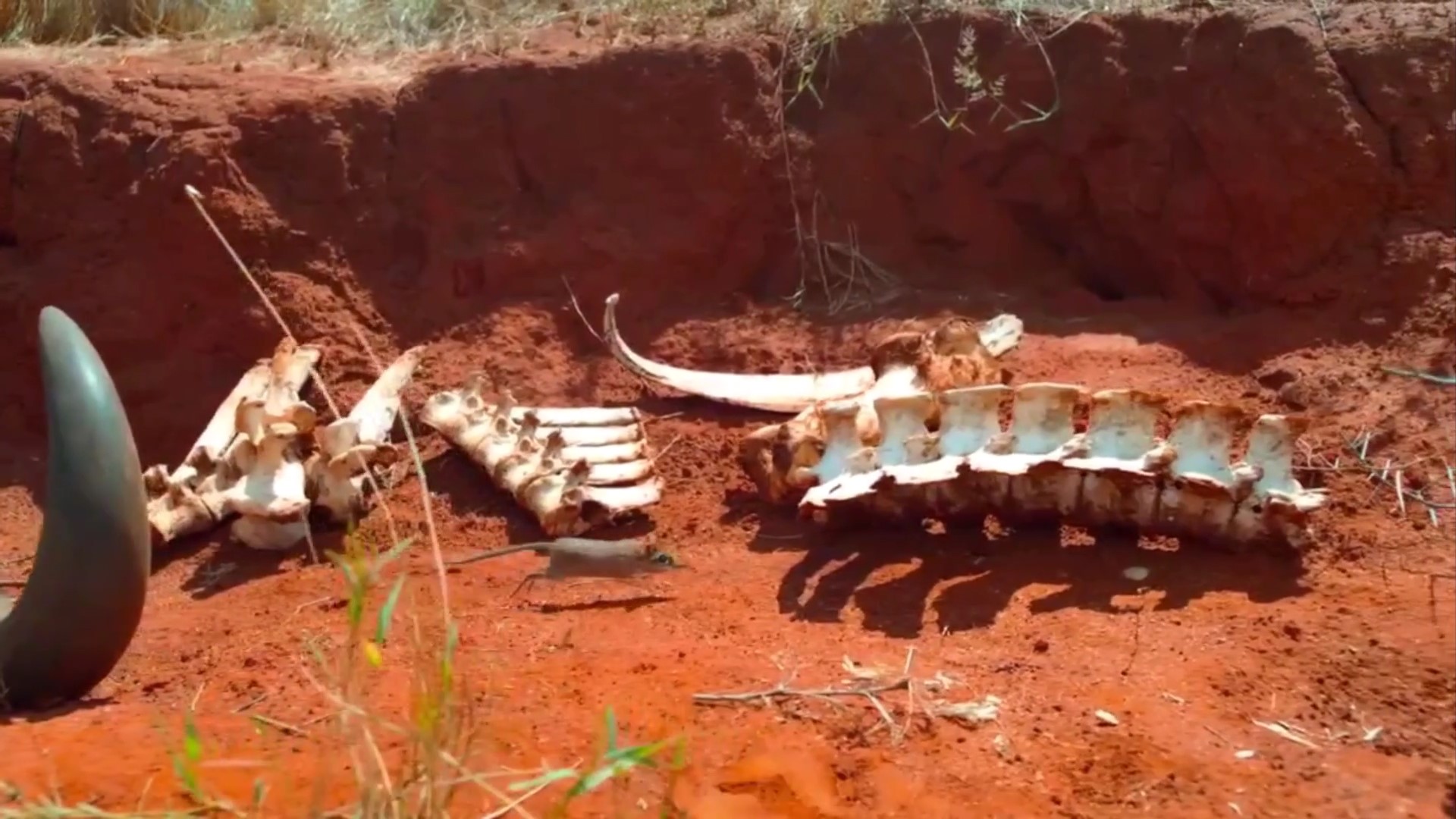 估计象鼩这种动物没人认识吧，我说的是它的名字怎么读休闲区蓝鸢梦想 - Www.slyday.coM