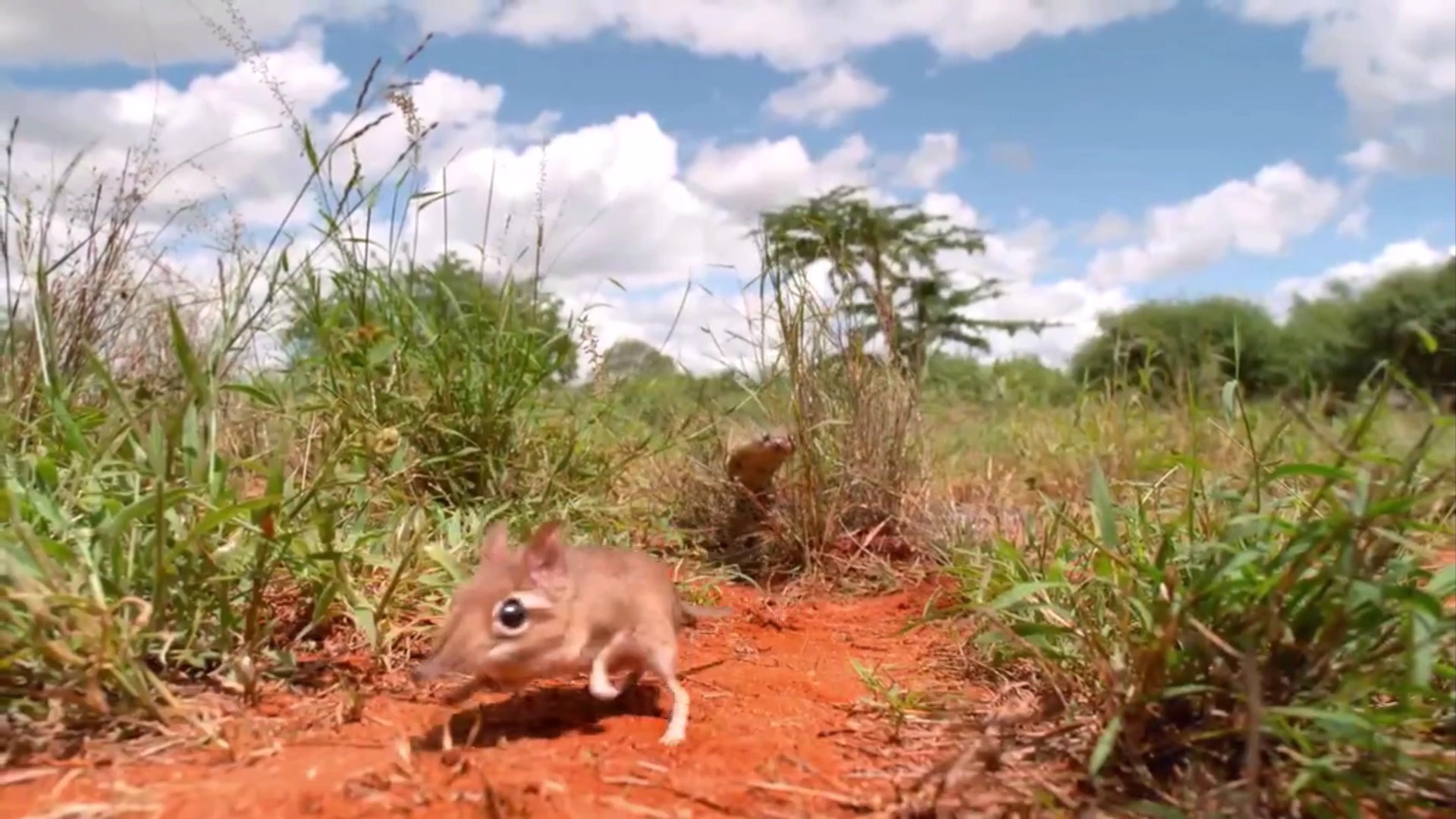 估计象鼩这种动物没人认识吧，我说的是它的名字怎么读休闲区蓝鸢梦想 - Www.slyday.coM