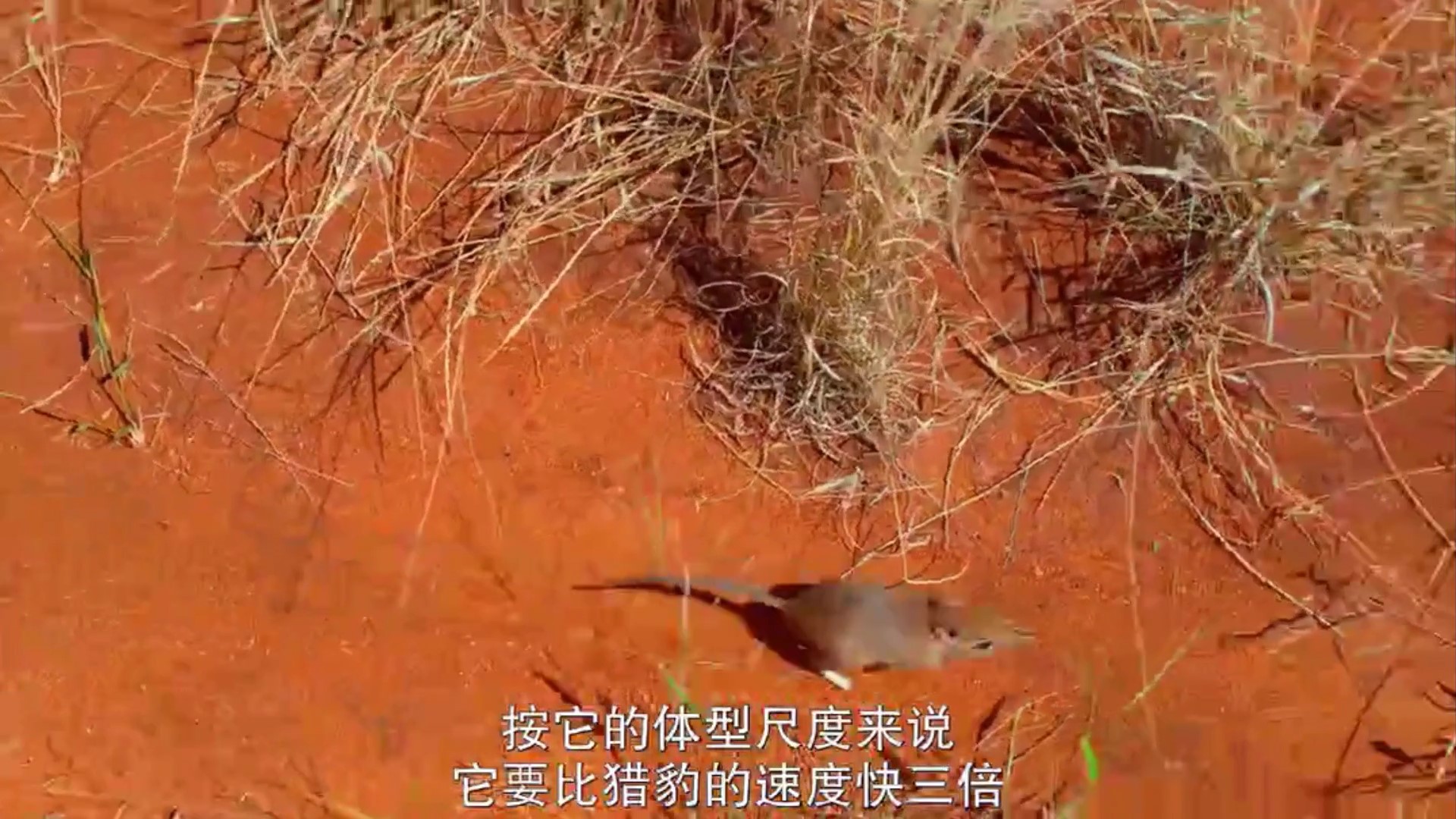 估计象鼩这种动物没人认识吧，我说的是它的名字怎么读休闲区蓝鸢梦想 - Www.slyday.coM