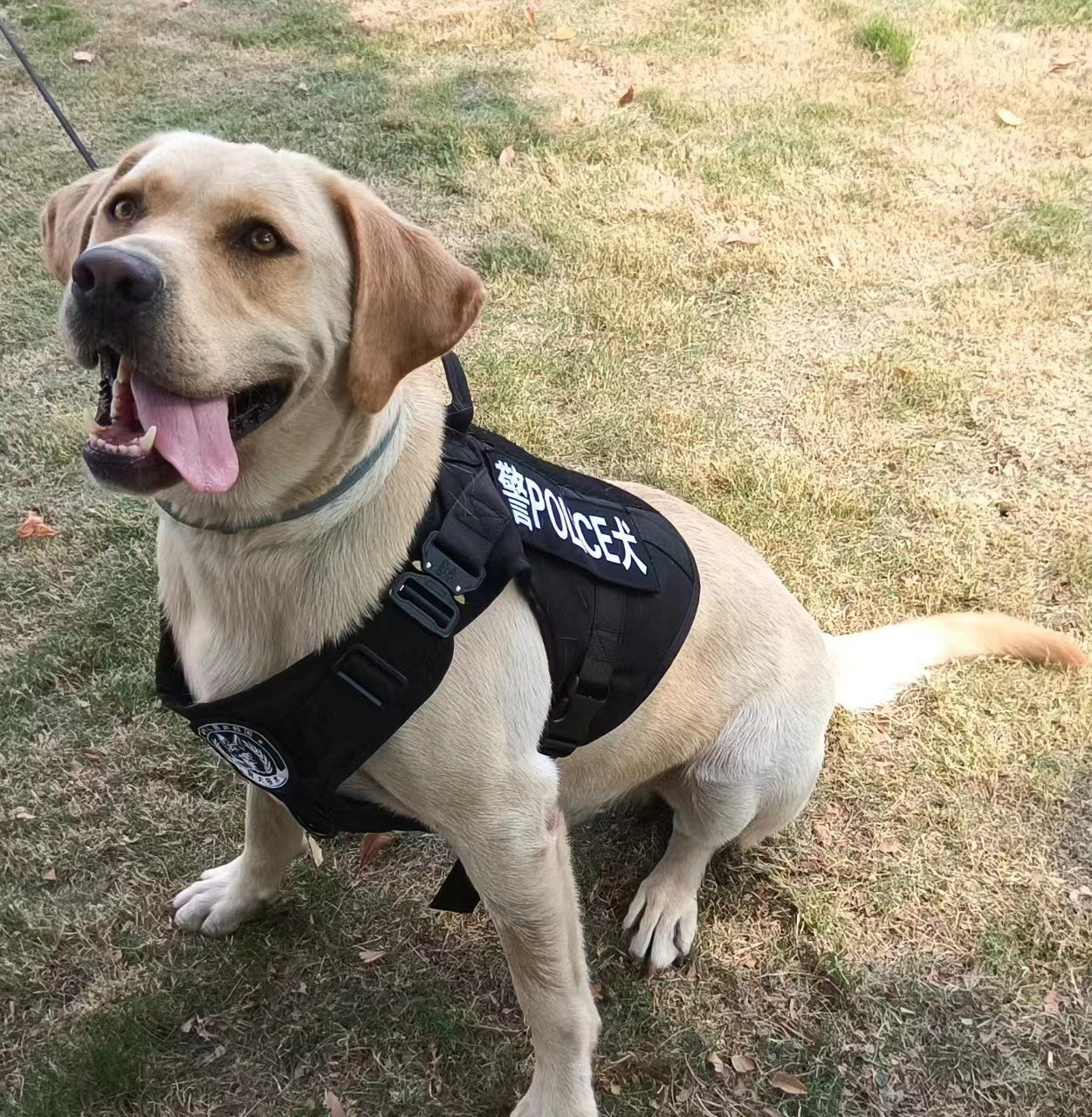 警犬多多是一只拉布拉多犬