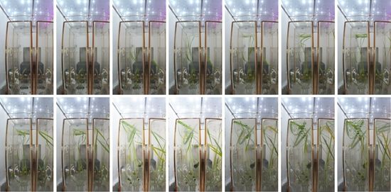 微重力条件下水稻的生长发育情况组图。中国科学院分子植物科学卓越创新中心供图