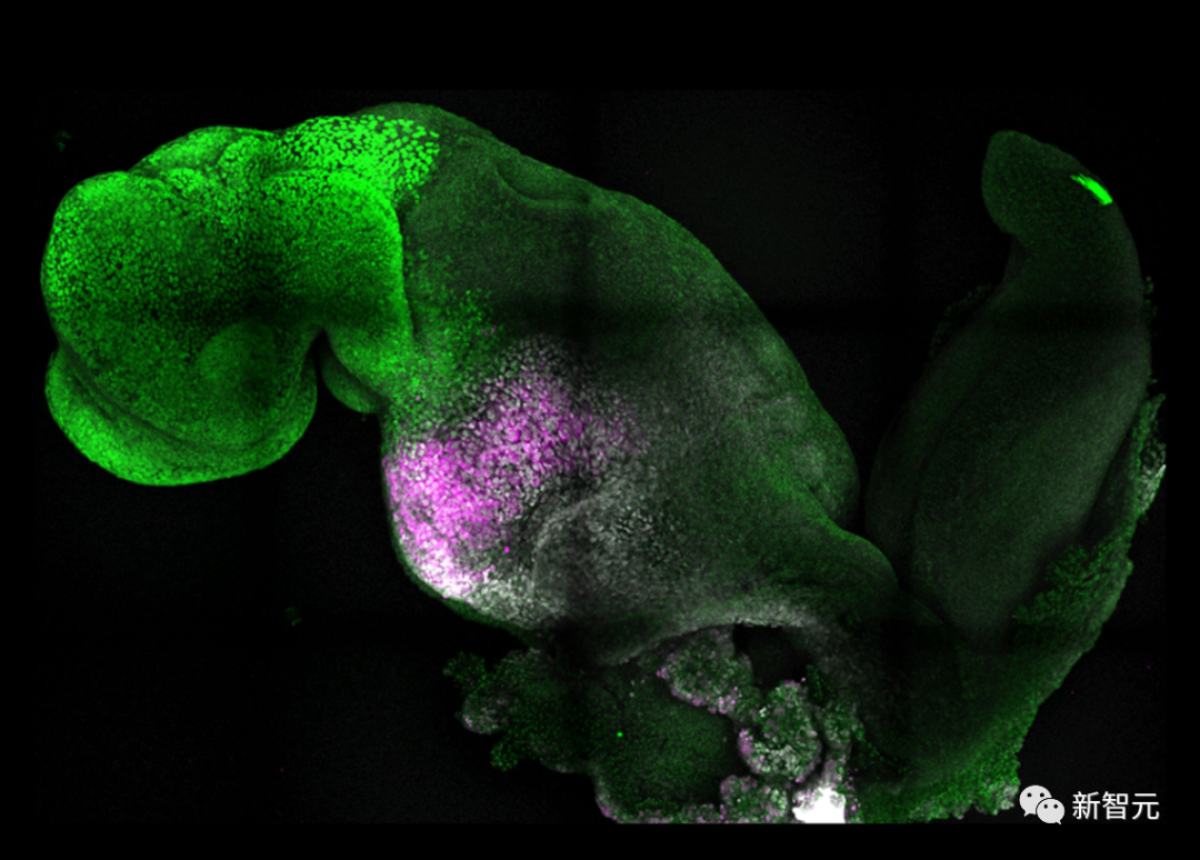 不用精子卵子,人造胚胎成功培育出大脑和心脏,十年研