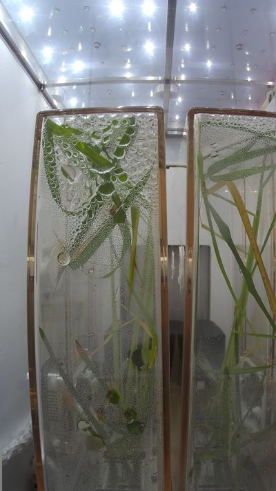 微重力条件下水稻的生长发育情况。中国科学院分子植物科学卓越创新中心供图