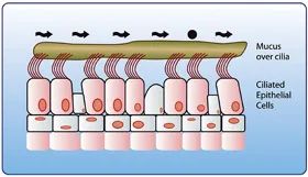 鼻纤毛带出粘液和微粒示意图图片来源:sinomarin