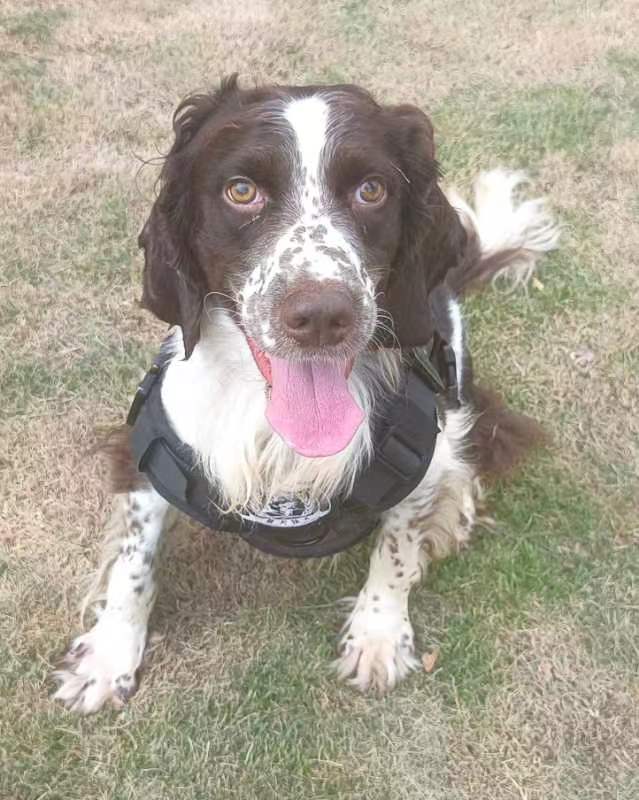 警犬索尔是一只史宾格犬&nbsp; 本文图均为 受访者 供图