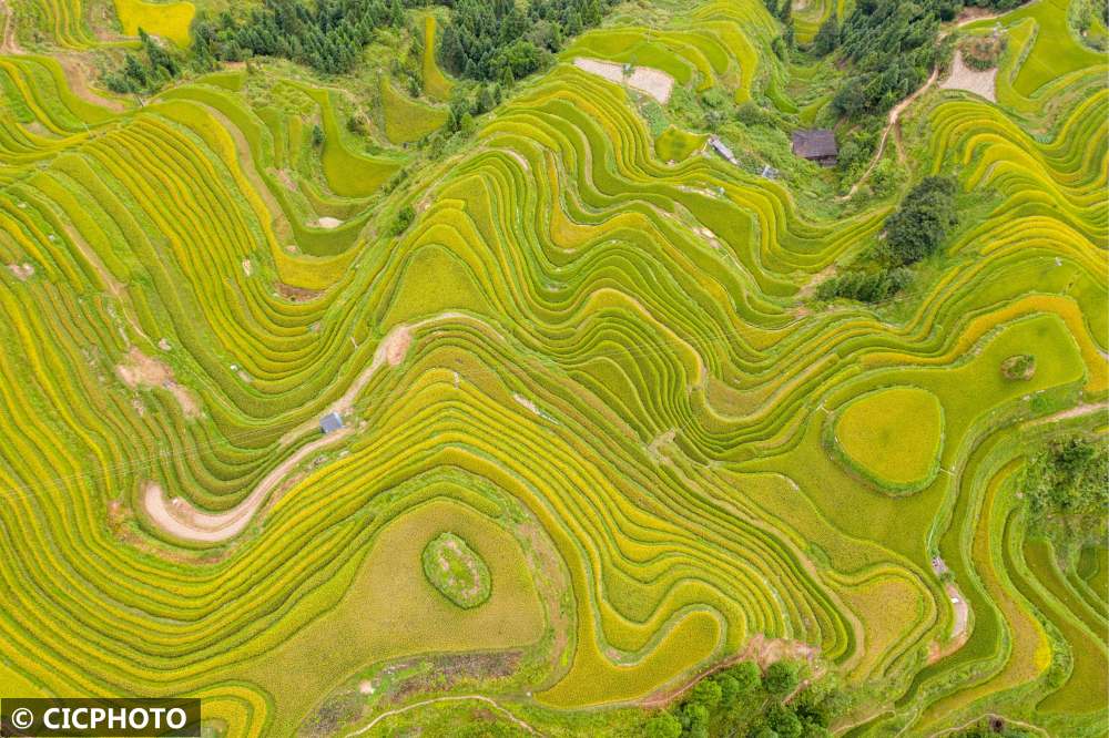 贵州从江:月亮山梯田"丰"景如画|梯田|吴德军|贵州省_新浪新闻