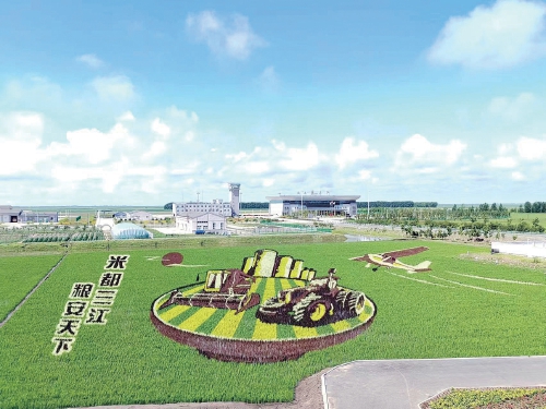 建三江七星农场以稻田画展示现代化大农业风采. 高鹏飞 摄