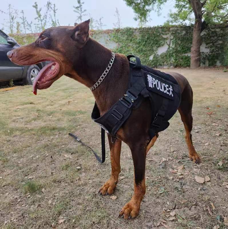 警犬巴萨