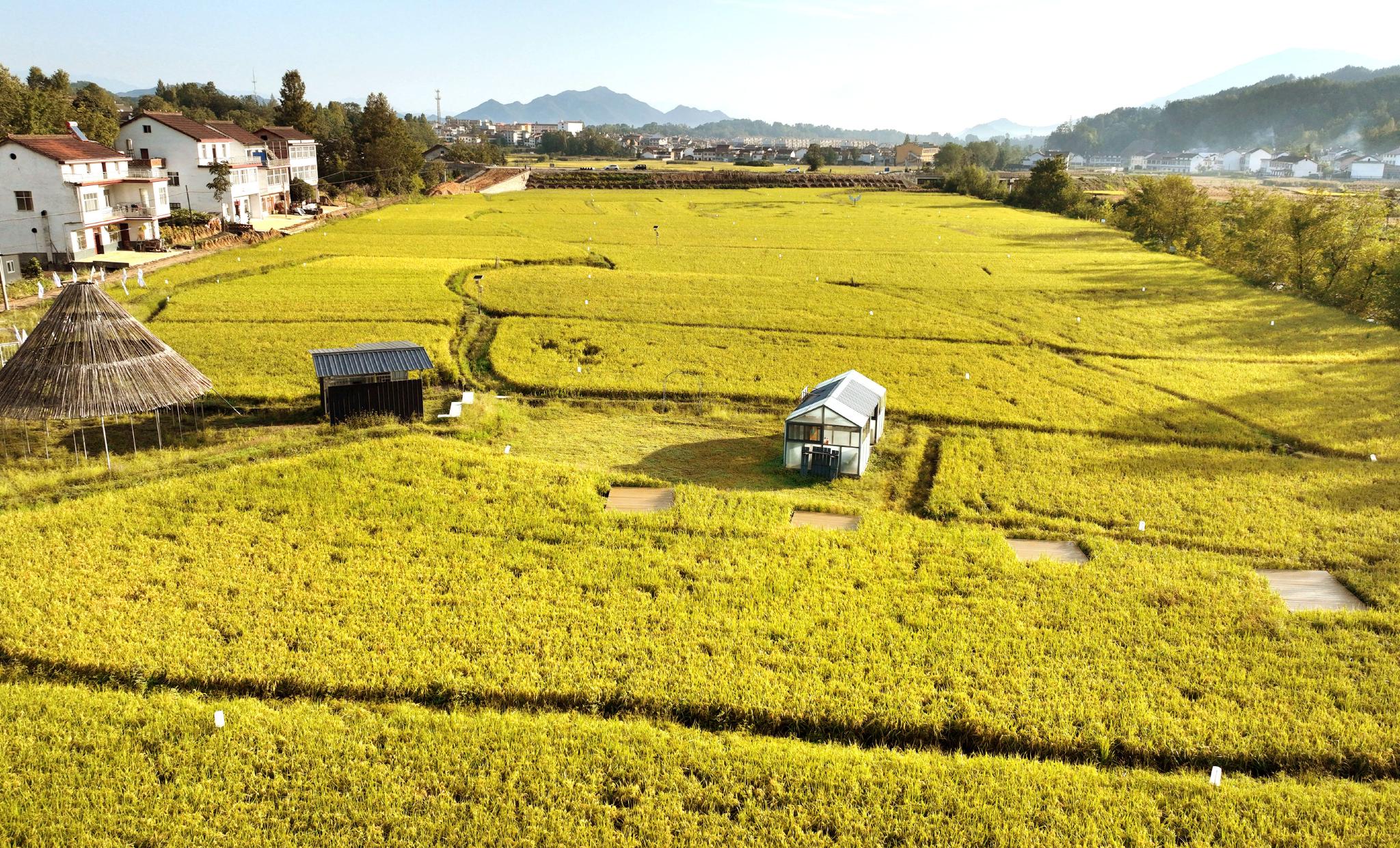 陕西南郑稻田金黄丰收在望
