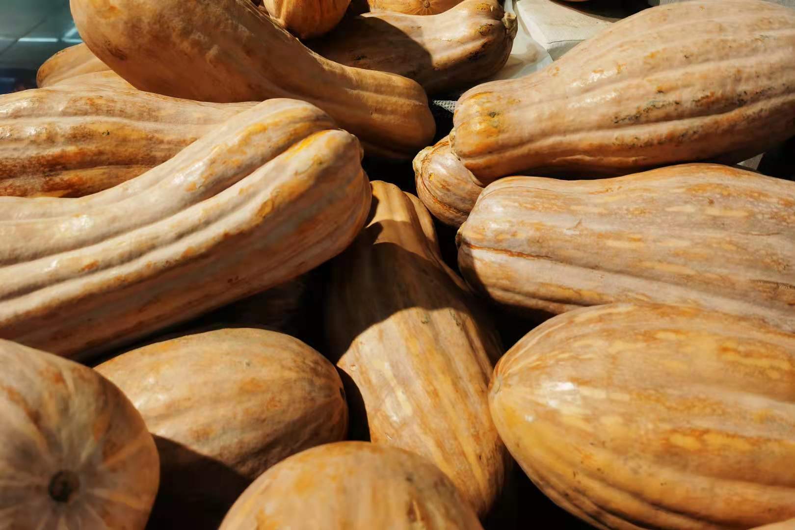 老南瓜挑大的还是小的都错了学会3看1颠1掐南瓜香气扑鼻