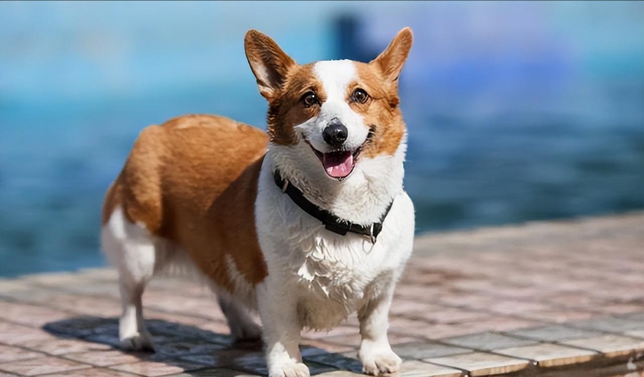 腿短的小柯基,饲养的人很多,它有什么魔力?|柯基|魔力|训练_新浪新闻