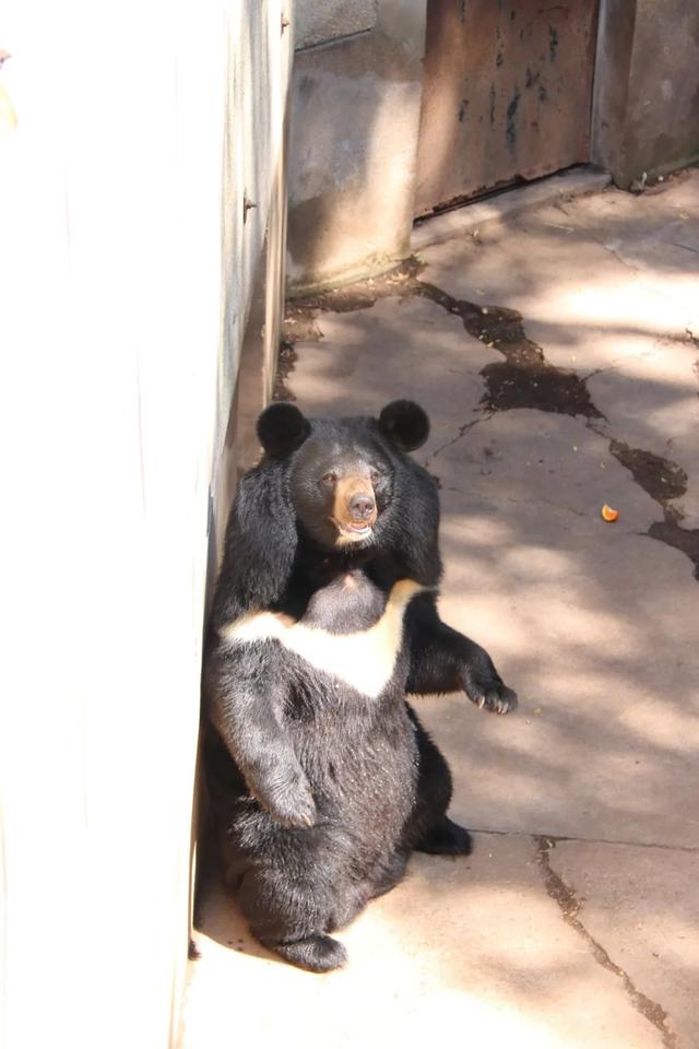 公厕(一)位置在狮虎山南侧有台阶的小路尽头;公厕(二)位置在鸵鸟圈舍