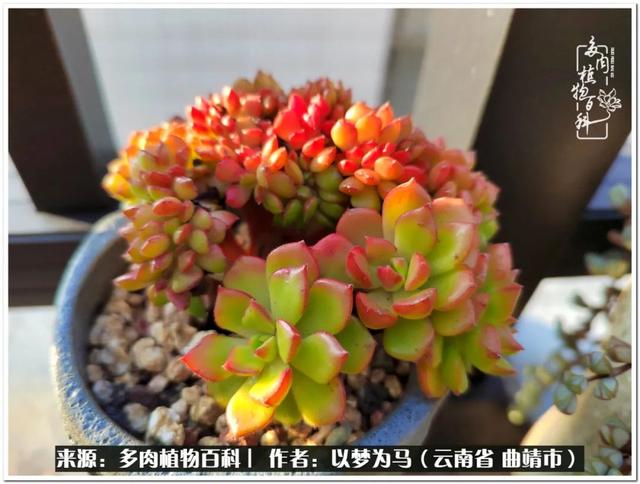 在多肉植物世界中,我们摸爬滚打,一路前行|生活_新浪新闻