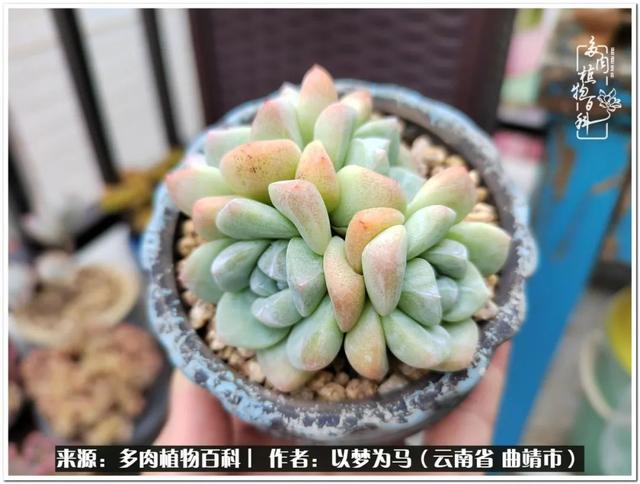 在多肉植物世界中,我们摸爬滚打,一路前行|生活_新浪新闻