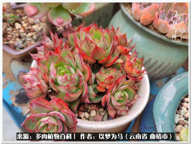 在多肉植物世界中,我们摸爬滚打,一路前行|生活_新浪新闻