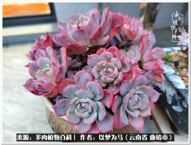 在多肉植物世界中,我们摸爬滚打,一路前行|生活_新浪新闻