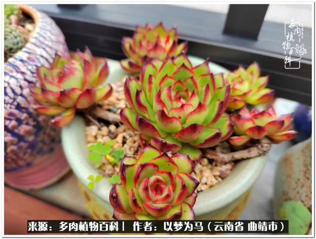 这6种多肉都自带香味,养一盆满屋飘香!|香味|叶片|蓝豆_新浪新闻