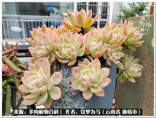 在多肉植物世界中,我们摸爬滚打,一路前行|生活_新浪新闻