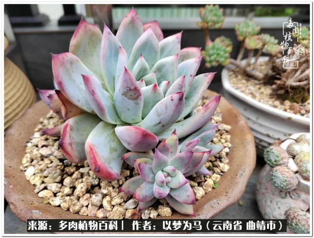 在多肉植物世界中,我们摸爬滚打,一路前行|生活_新浪新闻