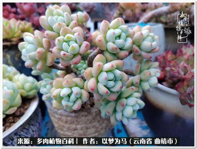 在多肉植物世界中,我们摸爬滚打,一路前行|生活_新浪新闻