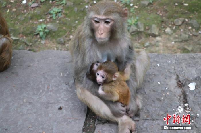 资料图：贵阳黔灵山公园内的猕猴。图/成虹飞
