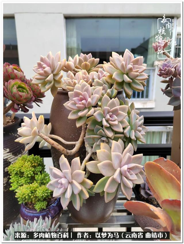 在多肉植物世界中,我们摸爬滚打,一路前行|生活_新浪新闻