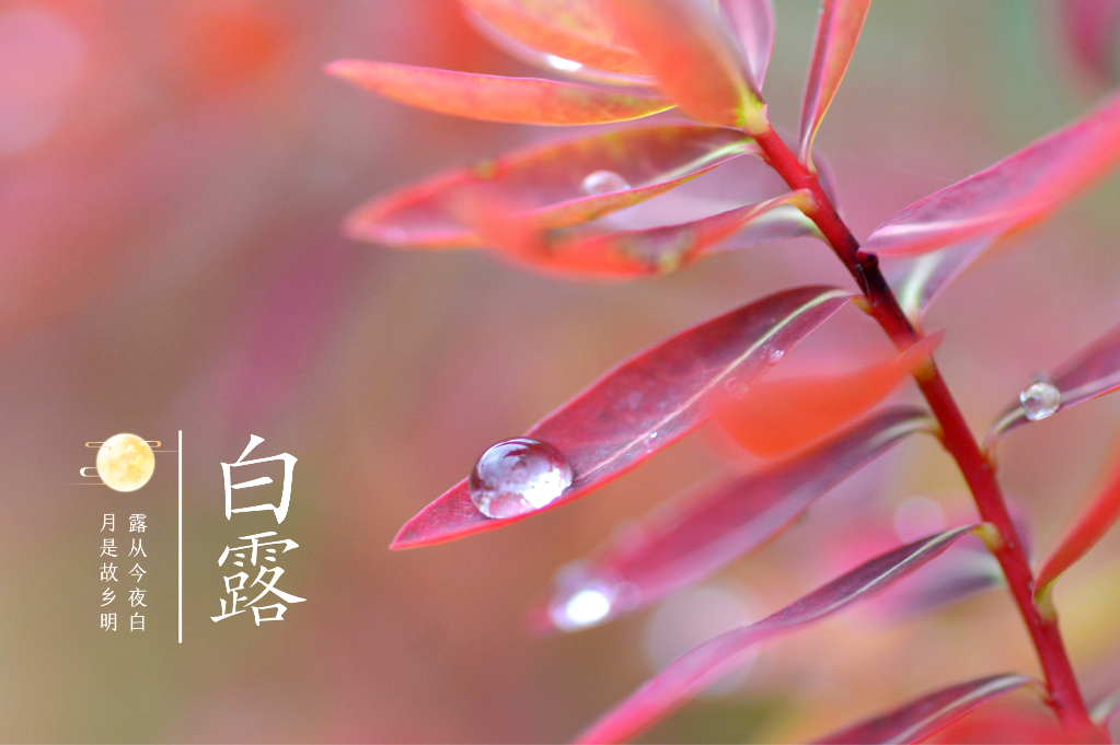 新华全媒+|今日“白露”,一起感受节气之美__财经头条