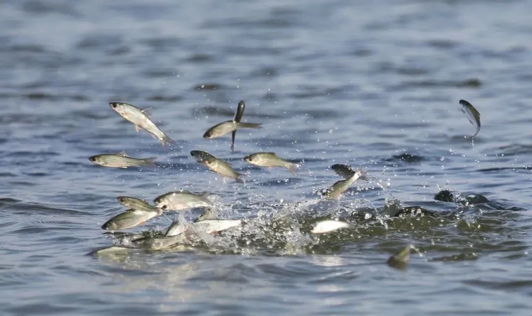 鱼群受惊跃出水面
