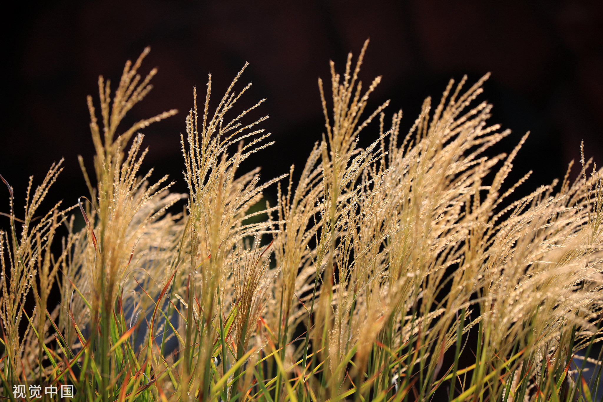 白露节气临近,天气昼夜温差加大,古淮河畔植物红黄绿五彩缤纷,树叶