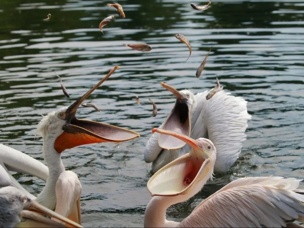 动物园就成为了鹈鹕的家,一代代鹈鹕在这里出生成长,在这里恋爱,也在