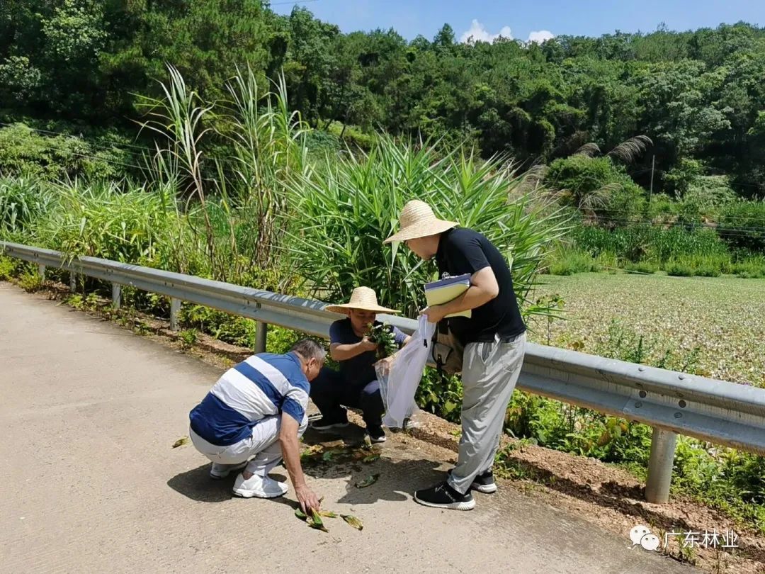广东：普查发现陆生外来入侵物种98种，湿地入侵物种24种休闲区蓝鸢梦想 - Www.slyday.coM