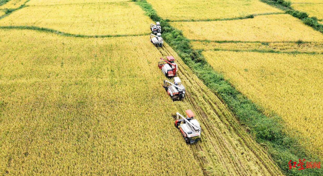 千亩稻田迎来收割季,都江堰抢收割忙备耕__财经头条