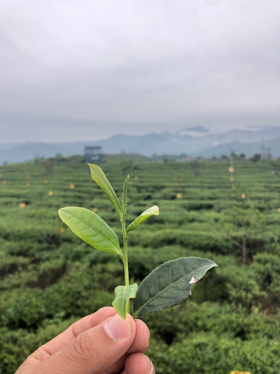 一颗野放福鼎白茶的茶树嫩芽