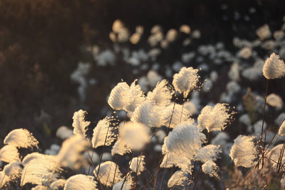 荻花,远看白茫茫的一片.&nbsp; &nbsp; &nbsp; &nbsp